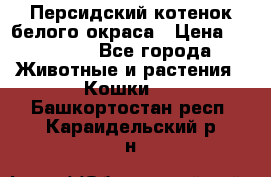 Персидский котенок белого окраса › Цена ­ 35 000 - Все города Животные и растения » Кошки   . Башкортостан респ.,Караидельский р-н